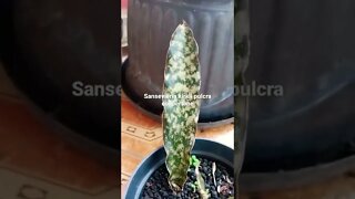 sansevieria#shorts