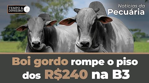 Boi gordo rompe o piso dos R$240 na B3 e recua em 11 praças pecuárias. Mercado com Sergio Braga