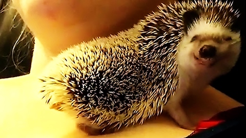 Hedgehog flashes adorable smile during snuggle time