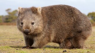 Have you ever seen a wombat? It's so cute!!!!