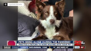 Pets being alone during the pandemic, practice a return to work routine with your pet
