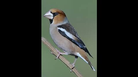 Birds - Animal Fact Files