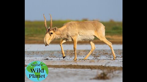 Saiga Antelope: A relic from the ice age