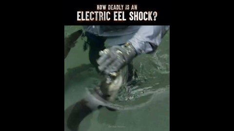 How To Survive an Electric Eel Attack