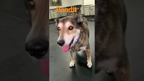 [Shorts 0131] BANDIT [#dogs #doggos #doggies #puppies #dogdaycare]