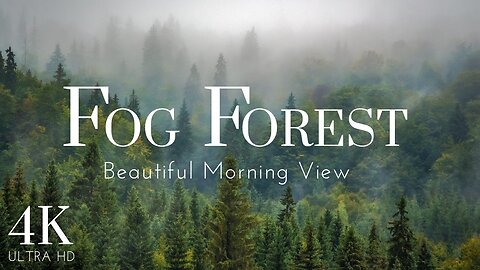 Mystical Elegance: Embracing the Beauty of Nature's Fog