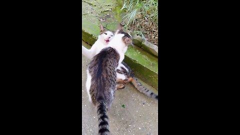 Cat fighting! Funny cat! cat