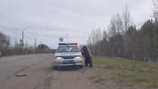 Ruoli invertiti: orso ferma la polizia e chiede i documenti!