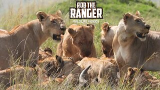 Lions Consume A Buffalo | Maasai Mara Safari | Zebra Plains