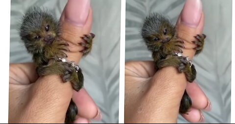 Awn.pretty finger monkey