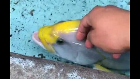 Friendly fish enjoys being caressed