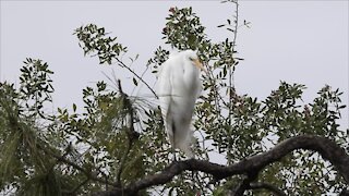 Great Egret Relaxing on Perch