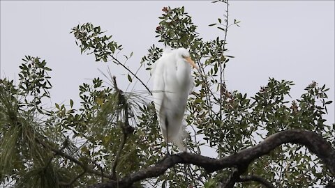 Great Egret Relaxing on Perch