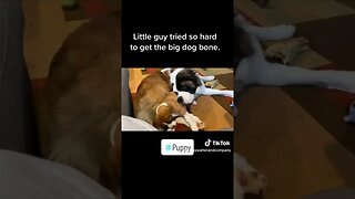 Puppy tries to steal his brother's bone. #dog #puppy #cute #brothers #funny