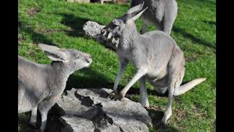 Crazy Kangaroo Fight Knock Out And Put To Sleep KickBoxing