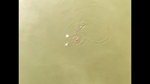 Snake fight in water