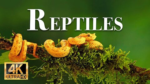 рептилии 4k - Замечательный фильм о дикой природе с успокаивающей музыкой