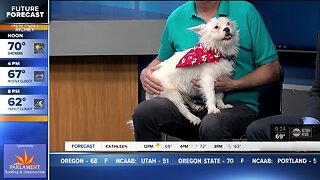 Pet of the week: McDuff is a champion fetcher who loves to play