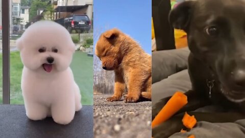 🤣Lazy puppy 😍cute puppy funny video vs hungry puppy 😍😍