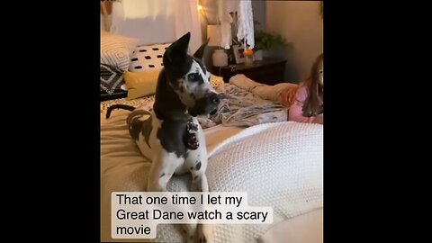 That One Time They Let Their Great Dane Watch A Scary Movie