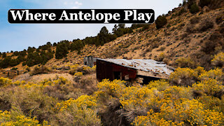 Where Antelope Play
