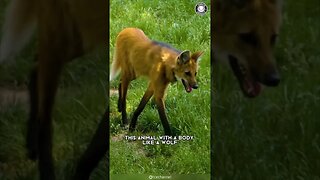 Maned Wolf 🦊 The Wolf-Fox-Deer Creature!