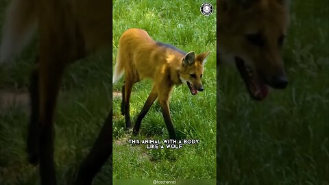 Maned Wolf 🦊 The Wolf-Fox-Deer Creature!