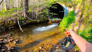 Fly Fishing TINY CREEKS for Brook Trout!! (6 culverts, 6 trout)