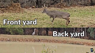 Nature's Surprise: Wildlife Sightings at Sharon's Cabin