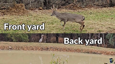 Nature's Surprise: Wildlife Sightings at Sharon's Cabin