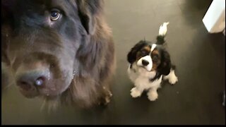 Newfie and Cavalier do circles for Christmas treats