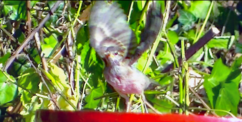 IECV NV #424 - 👀 Female House Sparrow🐤 7-15-2017