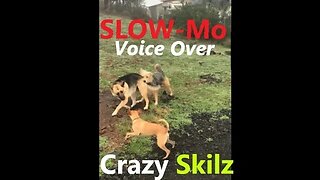 Dogs Chasing Each Other SLOW MOTION | Voice Over