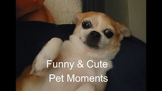 Funny and Cute Pet Moments