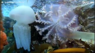 Subacqueo incontra tre specie di meduse amiche