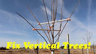 Tree Limb, Branch Spreader | DIY Option for Vertical Growing Trees