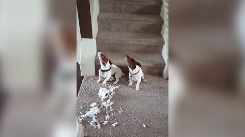 Two Little Dogs Look Guilty When A Man Asks Them Who Tore Up The Toilet Paper