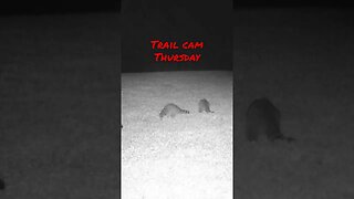Raccoons 🦝 On the Loose #prepperboss #shorts #raccoons #trailcam #coons