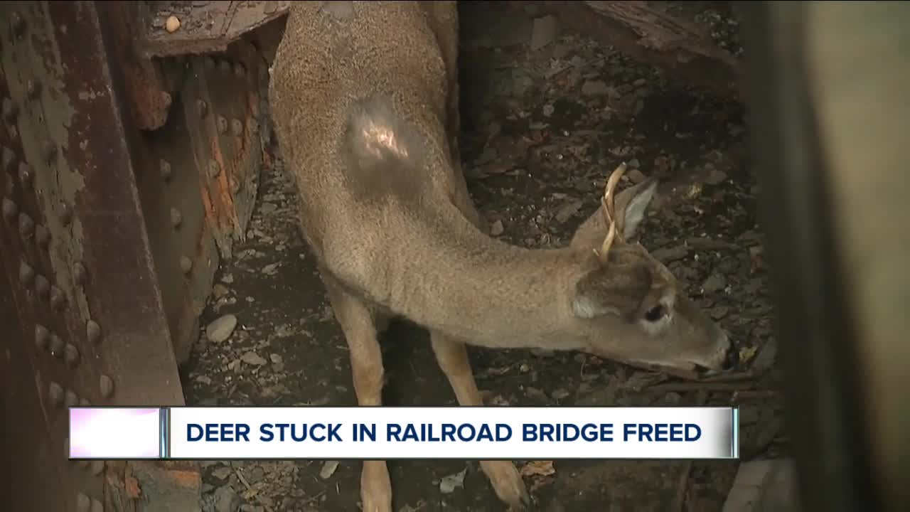 Near and 'deer' to their heart: Volunteers, wildlife officials save stuck buck