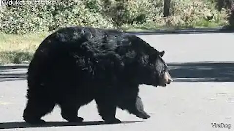 Round Bear