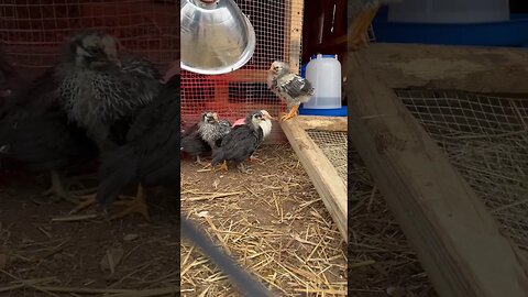 New #chicks are due any day! Last batch has been moved outside! #baby #homestead #farmanimals