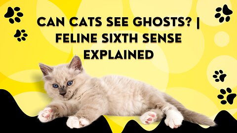 Unveiling the Mystery: Can Cats See Ghosts? | Feline Sixth Sense Explained