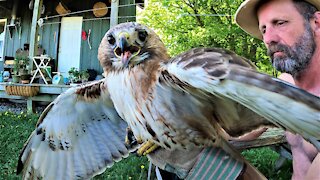 Farmer rescues red-tailed hawk with broken wing