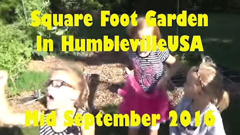 SFG Square Foot Garden 2016 mid September update - Big pumpkin, Deer ate squash, Mint galore