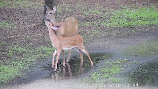 Fawns - I Love to Walk in the Rain