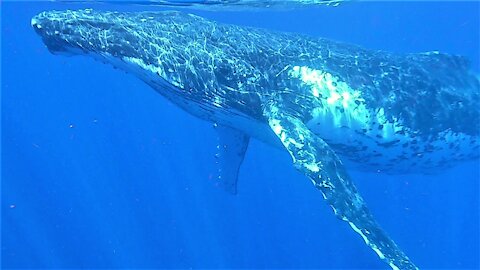 Humpback whale sings his heart out while circling Tonga Islands