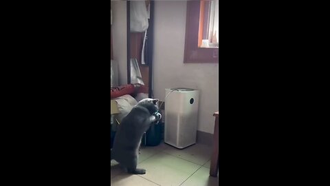 New Funniest Cats And Dogs Videos - Best Funny Animal Videos 2024 🥰 try no