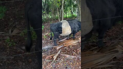 Neighbor’s Bull wishing a Merry Christmas! #bull #cow #cows #cowvideos #cattleranch #shorts