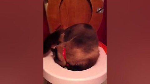 Toilet Train Your Cat - 18 month old Cat Poops # 2 in toilet