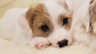 Jack Russell puppy has act cute bedtime routine